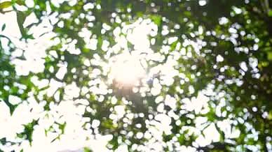 4k实拍唯美虚化逆光阳光透过树叶空镜头视频的预览图